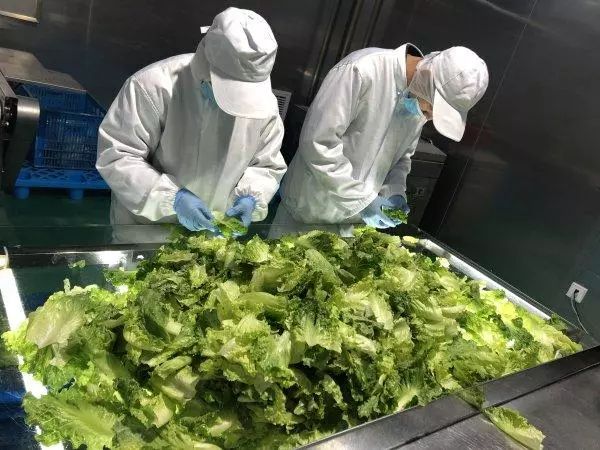 振興動(dòng)態(tài) | 新品種引領(lǐng)餐桌革命，萬(wàn)科農(nóng)業(yè)以即食蔬菜打開(kāi)市場(chǎng)新藍(lán)海